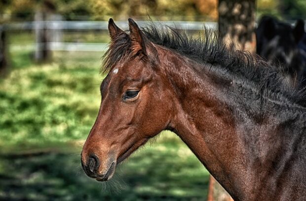 Accident de la vie avec un cheval, indemnisation du préjudice